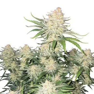 Auto Frostbanger cannabis seeds by Fastbuds