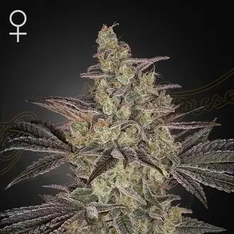 Auto Frosted Guava cannabis seeds by Zamnesia Seeds