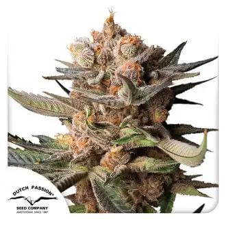 Auto Frozen Biscotti cannabis seeds by Dutch Passion