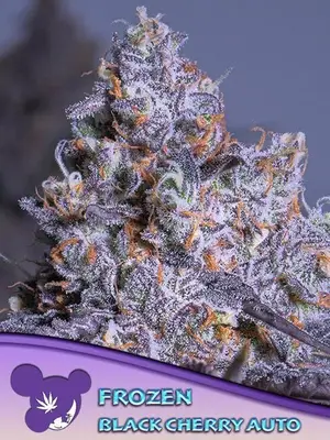 Auto Frozen Black Cherry cannabis seeds