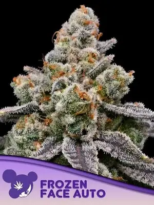 Auto Frozen Face cannabis seeds