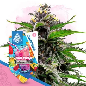 Auto Fruit Punch cannabis seeds by Zamnesia Seeds