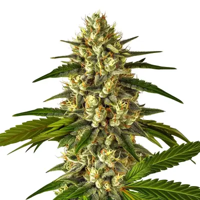 Auto Fruit cannabis seeds by Blimburn Seeds