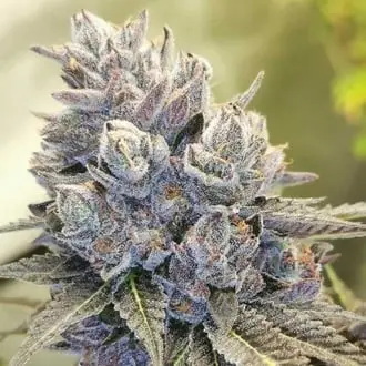 Auto Fruity Kuntz cannabis seeds