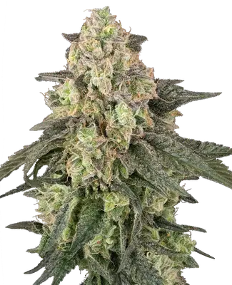 Auto Full Throttle cannabis seeds
