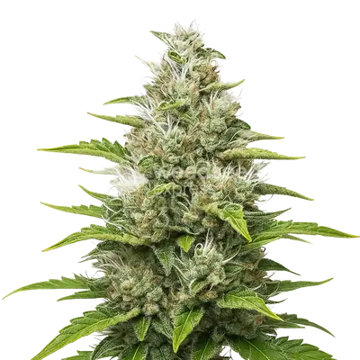 Auto Future #1 cannabis seeds