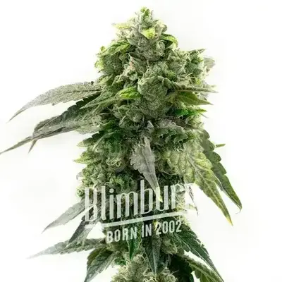 Auto G13 cannabis seeds by Blimburn Seeds