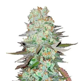 Auto G14 cannabis seeds by Fastbuds