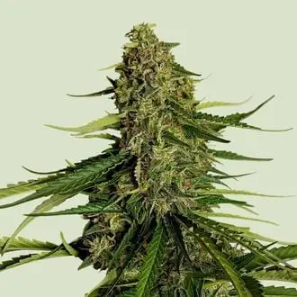 Auto Gaia F1 cannabis seeds