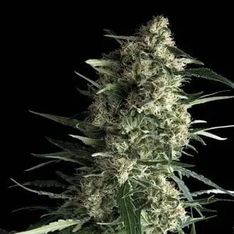 Auto Galaxy cannabis seeds by Pyramid Seeds
