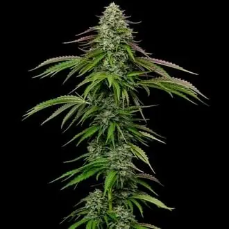 Auto Garlic Budder cannabis seeds by Humboldt Seed Company