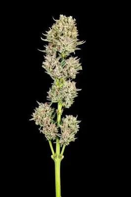 Auto Garlic Jam cannabis seeds