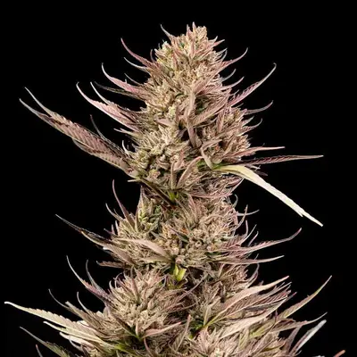 Auto Garlic Muffin F1 cannabis seeds