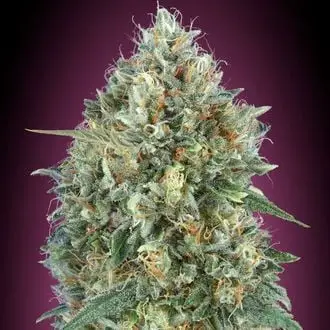 Auto Gelato 33 cannabis seeds