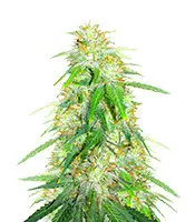 Auto Gelato Glue cannabis seeds