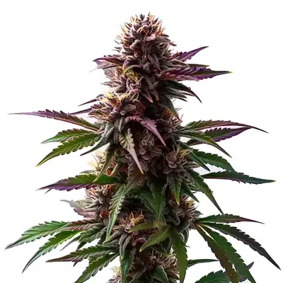 Auto Gelato x Purple Punch Autoflower F1 cannabis seeds
