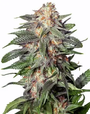 Auto Gelato cannabis seeds