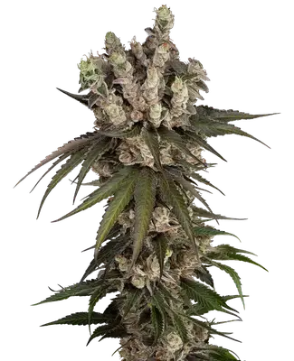 Auto Gelauto Kush cannabis seeds