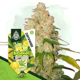 Auto Gelonade cannabis seeds by Zamnesia Seeds
