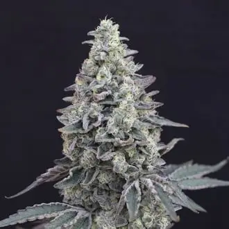 Auto Georgia Cream cannabis seeds