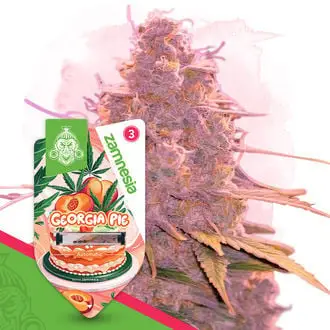 Auto Georgia Pie cannabis seeds by Zamnesia Seeds