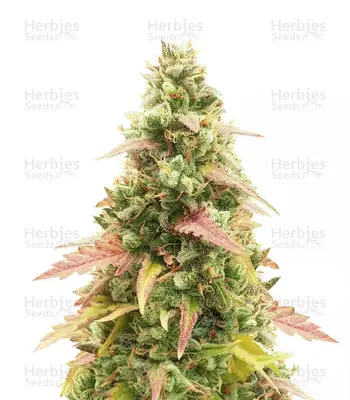 Auto GG#4 Original Glue cannabis seeds