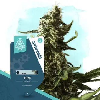 Auto GG#4 cannabis seeds