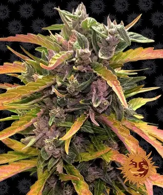 Auto GG4 cannabis seeds
