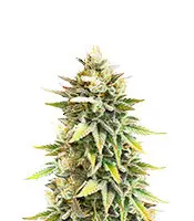 Auto Ghost Chem OG cannabis seeds