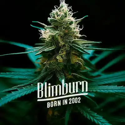 Auto Ghost OG Chemdog cannabis seeds by Blimburn Seeds