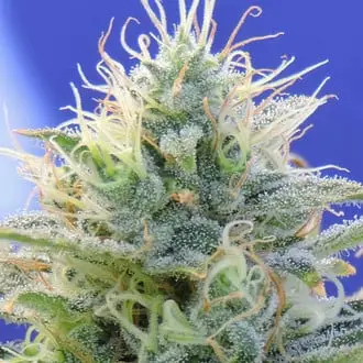 Auto Ghost OG cannabis seeds by Original Sensible Seeds