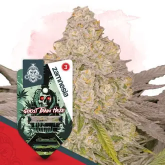 Auto Ghost Train Haze cannabis seeds by Zamnesia Seeds