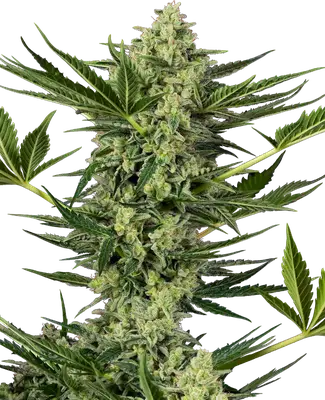 Auto Ghostbuzzters OG cannabis seeds