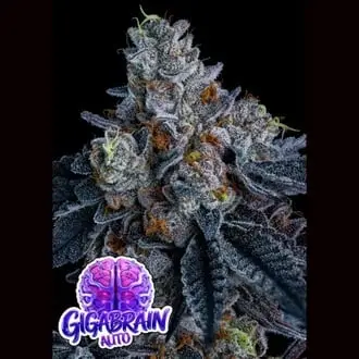 Auto Giga Brain cannabis seeds by Anesia Seeds