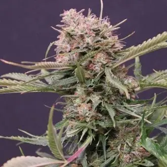 Auto Gigabud cannabis seeds by G13 Labs