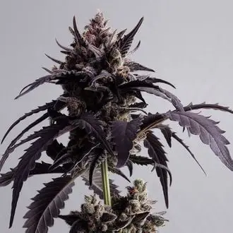 Auto Ginger Punch cannabis seeds