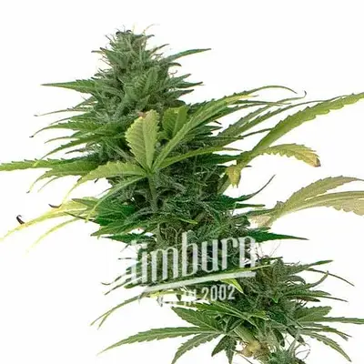 Auto Girl Scout Cookies x Somango cannabis seeds