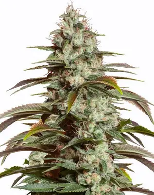 Auto Girl Scout Cookies cannabis seeds
