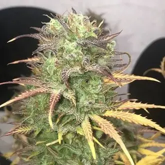 Auto Girl Scout Kush cannabis seeds by Pure Instinto