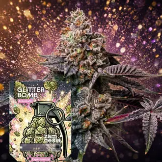 Auto Glitter Bomb cannabis seeds by Zamnesia Seeds