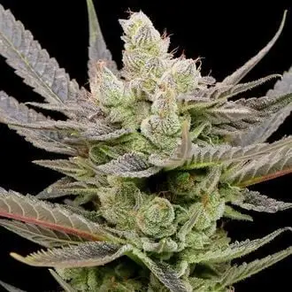 Auto Glowberry Rush cannabis seeds