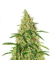 Auto Glueberry O.G. cannabis seeds