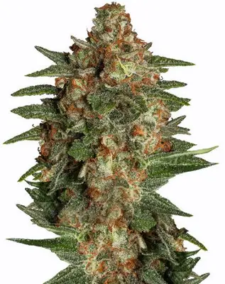 Auto Glueberry cannabis seeds