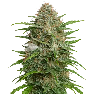 Auto GMO Cookies cannabis seeds