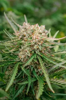 Auto GMO OG cannabis seeds