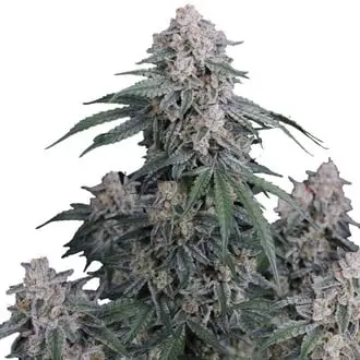 Auto GMO cannabis seeds