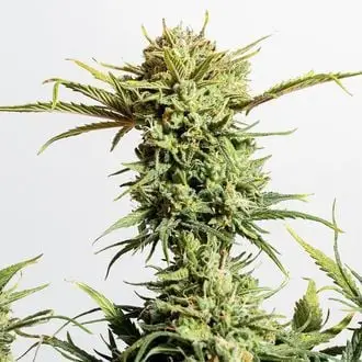 Auto Gnomo cannabis seeds