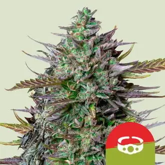 Auto GOAT'lato cannabis seeds
