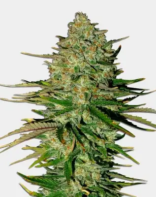 Auto Godfather OG cannabis seeds