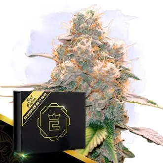 Auto Godfeather OG F1 cannabis seeds